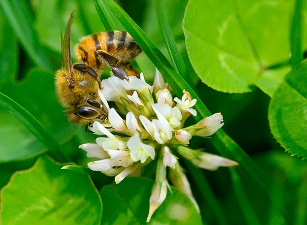 Bela detelina